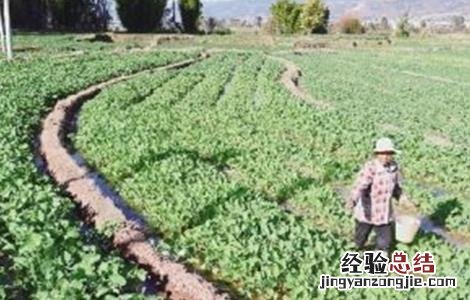 油菜冬季该怎么施肥 冬季油菜施肥注意事项