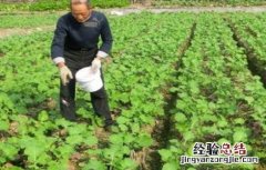 油菜冬季该怎么施肥 冬季油菜施肥注意事项