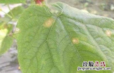 黄瓜皴皮的原因及防治方法 黄瓜皴皮的原因及防治方法视频