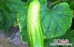黄瓜皴皮的原因及防治方法 黄瓜皴皮的原因及防治方法视频