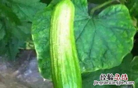 黄瓜皴皮的原因及防治方法 黄瓜皴皮的原因及防治方法视频