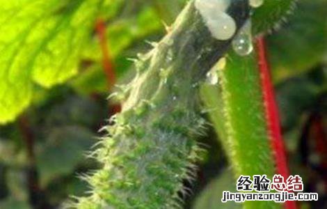 黄瓜皴皮的原因及防治方法 黄瓜皴皮的原因及防治方法视频