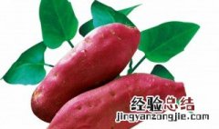 北方红薯的种植时间和方法 北方栽红薯时间