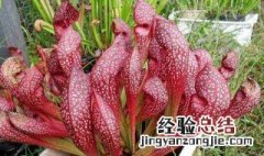 瓶子草怎么养 鹦鹉瓶子草怎么养