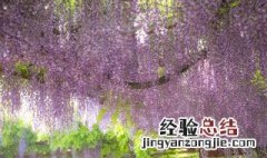 如何给紫藤浇水 如何给紫藤浇水施肥