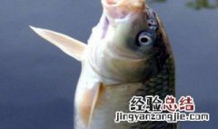 三月钓鲤鱼用什么饵料最好 三月钓鲤鱼用什么饵料