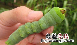 豆虫可以在家养吗 豆虫能不能养殖