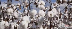 棉花成分 棉花成分是什么