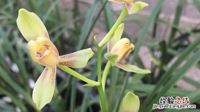 建兰惠兰墨兰的区别 春兰惠兰建兰墨兰的区别