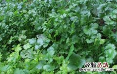 香菜苗期管理要点是什么 香菜苗期管理要点