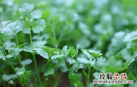 香菜苗期管理要点是什么 香菜苗期管理要点