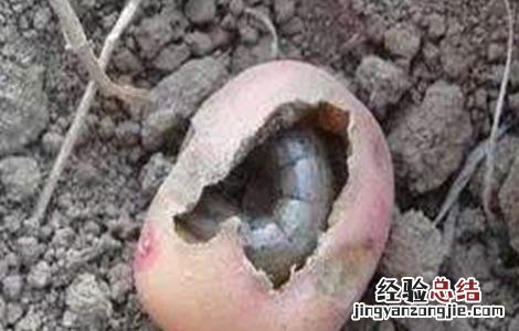 红薯地老虎的防治方法 马铃薯怎么防治地老虎