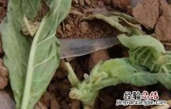 红薯地老虎的防治方法 马铃薯怎么防治地老虎