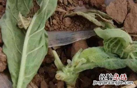 红薯地老虎的防治方法 马铃薯怎么防治地老虎