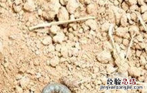 红薯地老虎的防治方法 马铃薯怎么防治地老虎