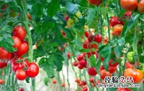 西红柿长不大怎么办 西红柿不长个怎么办