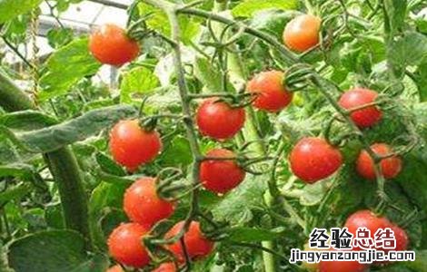 西红柿长不大怎么办 西红柿不长个怎么办
