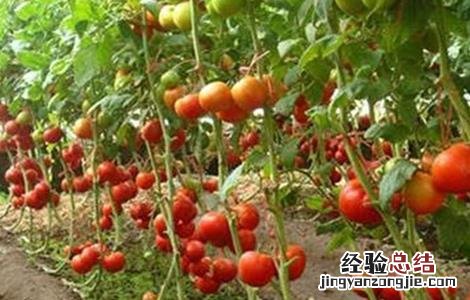 西红柿长不大怎么办 西红柿不长个怎么办
