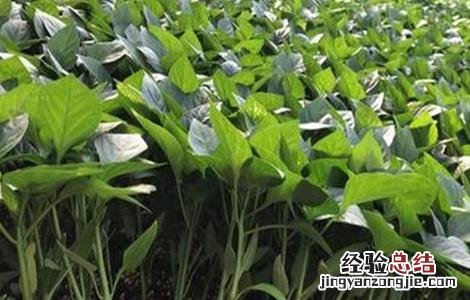 甜椒的苗期管理技术 种植甜椒的田间管理