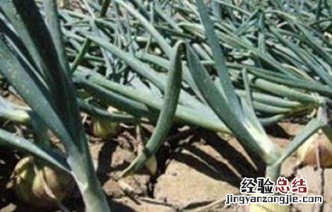 洋葱缺苗的原因 洋葱缺苗的原因分析