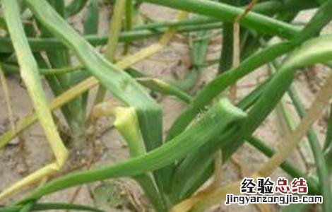 洋葱缺苗的原因 洋葱缺苗的原因分析