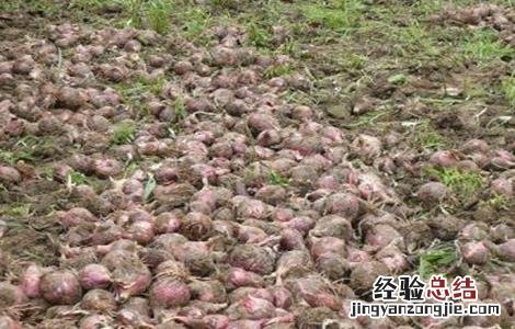 洋葱缺苗的原因 洋葱缺苗的原因分析
