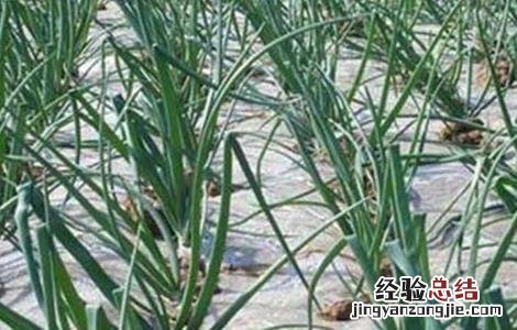 洋葱缺苗的原因 洋葱缺苗的原因分析