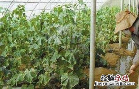 冬季棚室蔬菜的浇水原则 冬季棚室蔬菜的浇水原则有哪些