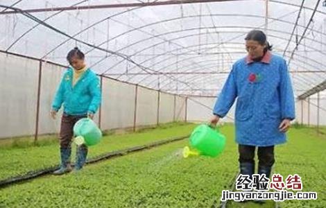 冬季棚室蔬菜的浇水原则 冬季棚室蔬菜的浇水原则有哪些