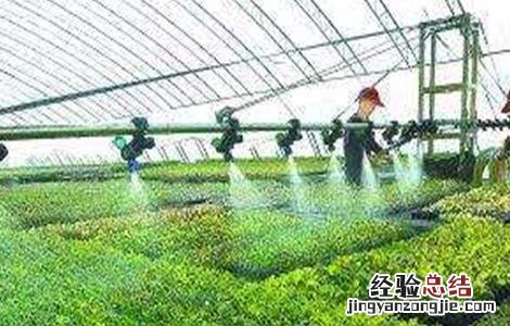 冬季棚室蔬菜的浇水原则 冬季棚室蔬菜的浇水原则有哪些