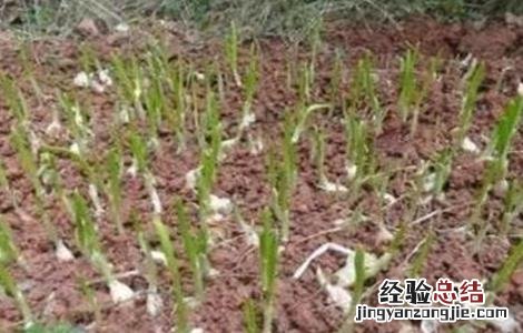 大蒜出苗不齐的原因是什么 大蒜出苗不齐的原因