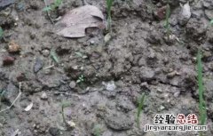 大蒜出苗不齐的原因是什么 大蒜出苗不齐的原因