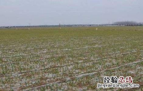 大蒜出苗慢是什么原因呢 大蒜出苗慢是什么原因