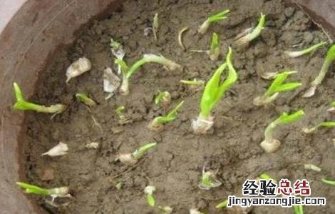 大蒜出苗慢是什么原因呢 大蒜出苗慢是什么原因