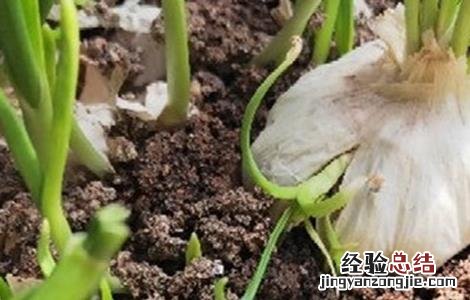 大蒜出苗慢是什么原因呢 大蒜出苗慢是什么原因