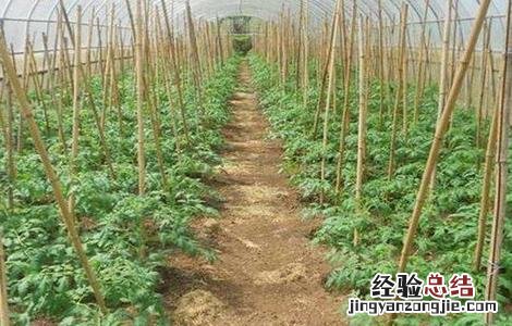 早春番茄育苗技术 早春番茄育苗技术培训