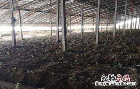 早春番茄育苗技术 早春番茄育苗技术培训