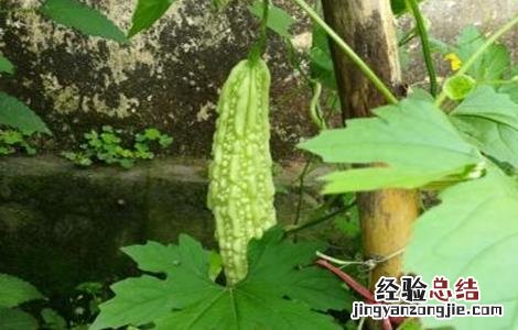 苦瓜冬季的管理要点 苦瓜冬季的管理要点有哪些