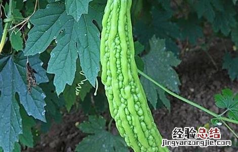 苦瓜冬季的管理要点 苦瓜冬季的管理要点有哪些