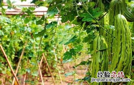 苦瓜冬季的管理要点 苦瓜冬季的管理要点有哪些