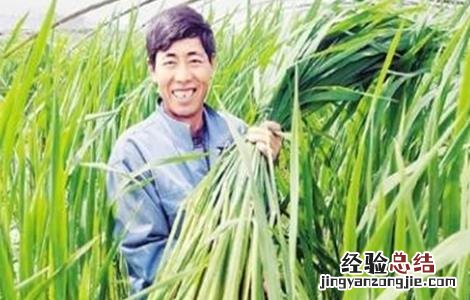 茭白的采收要点 茭白的采收要点有哪些