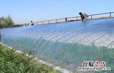 大棚农膜怎么提高透光率 大棚膜的透光率