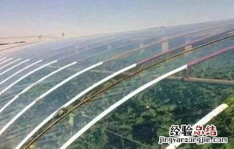 大棚农膜怎么提高透光率 大棚膜的透光率