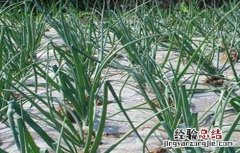 地膜洋葱种植技术与管理 地膜洋葱种植技术