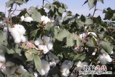 棉花的用途 棉花的用途有哪些一年级下册