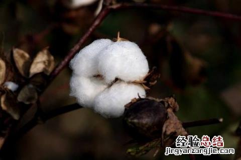 棉花的用途 棉花的用途有哪些一年级下册