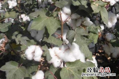 棉花的用途 棉花的用途有哪些一年级下册