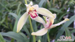 兰花移植后要不要施肥