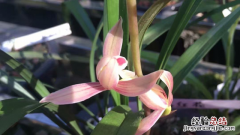 怎样使用松树皮养兰花 如何用松树皮养兰花