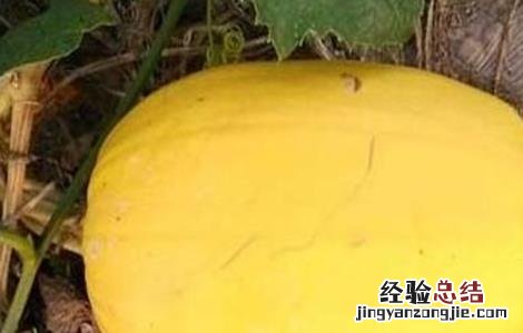 金丝瓜的田间管理技术 金丝瓜的田间管理技术有哪些